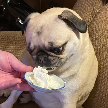 Pug dog being hand-fed a treat